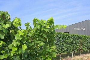 Een gezonde wijn in een gezonde wijngaard